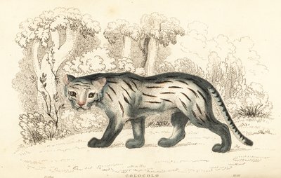 Pampaskat of pantanal, Leopardus colocola, 1834 door William Alexander Forbes
