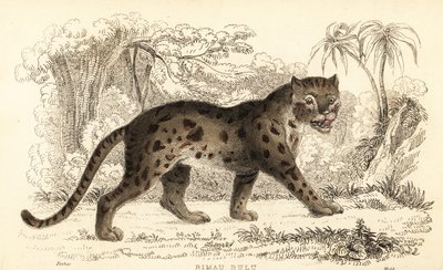 Sunda luipaardkat, Prionailurus bengalensis subsp. sumatranus (gravure) door William Alexander Forbes