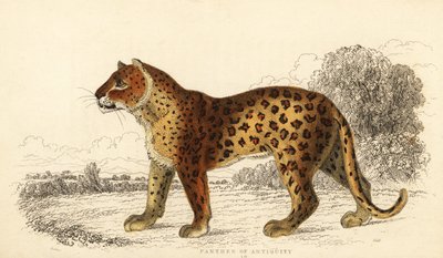 De panter van de oudheid.,1834 door William Alexander Forbes