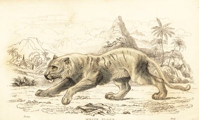 Witte tijger, Panthera tigris tigris. Bedreigd door William Alexander Forbes