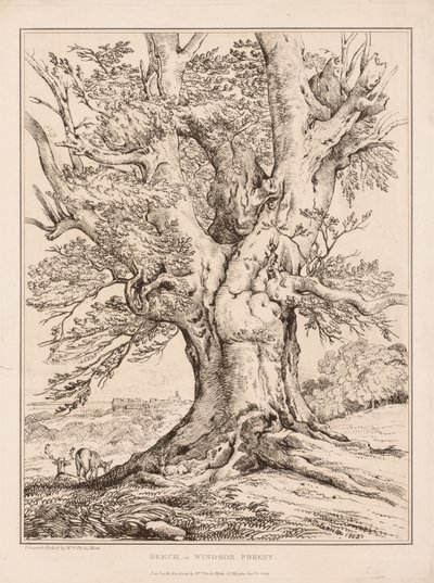 Beuk in Windsor Forest, 1805 door William Alfred Delamotte