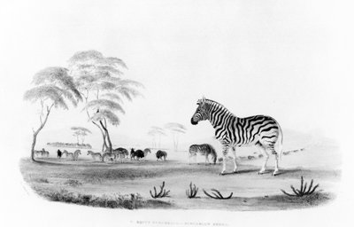 Equus burchelli, of Burchell