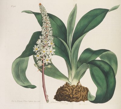 Botanisch Tijdschrift, 1787-1833 door William Curtis