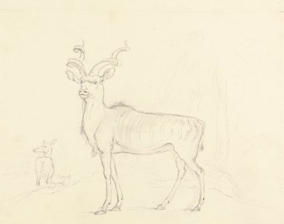 De Koodoo door William Daniell