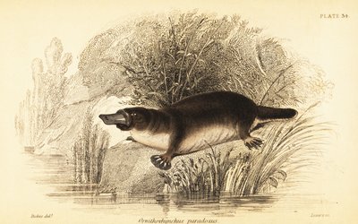 Vogelbekdier, Ornithorhynchus anatinus door William Dickes