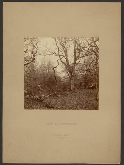 Bos van Fontainebleau door William Drooke Harrison