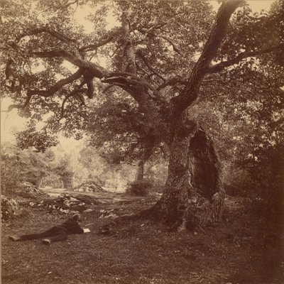 Bos van Fontainebleau door William Drooke Harrison
