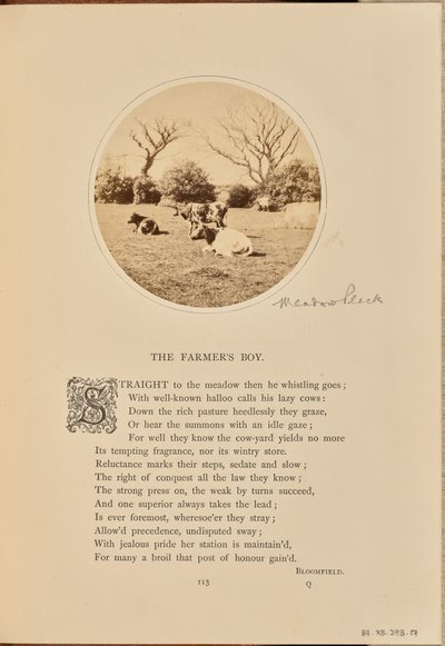 [Pastorale scène met rustend vee in een veld, Engeland]. door William Grundy