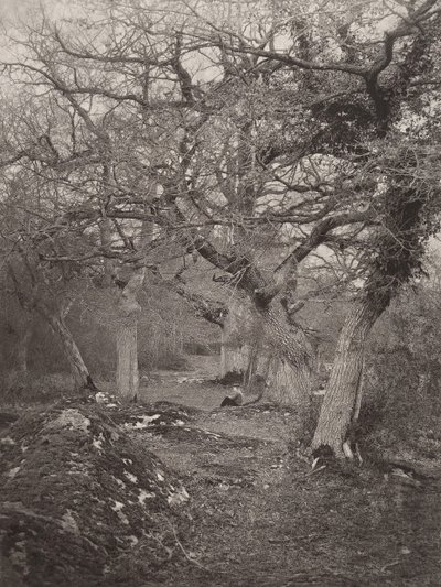 Forêt de Fontainebleau, 1870s door William Harrison