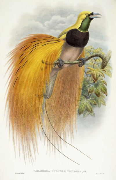 Paradisea Augustae Victoriae door William Hart