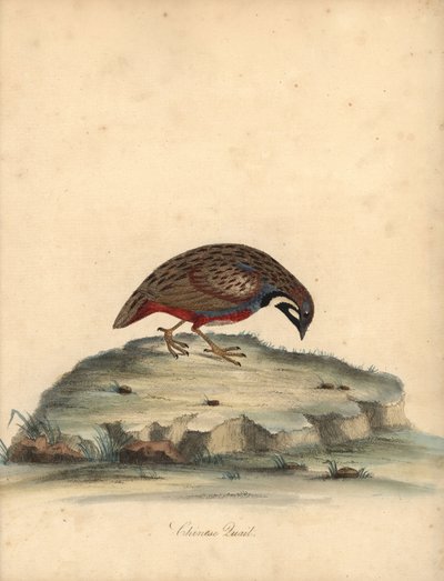Blauwborstkwartel, Coturnix chinensis. Handgekleurde kopergravure van een illustratie door William Hayes uit Portretten van zeldzame en curieuze vogels uit de Menagerie van Osterly Park, Londen: Bulmer door William Hayes