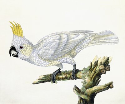 Kaketoe, 1779 door William Hayes