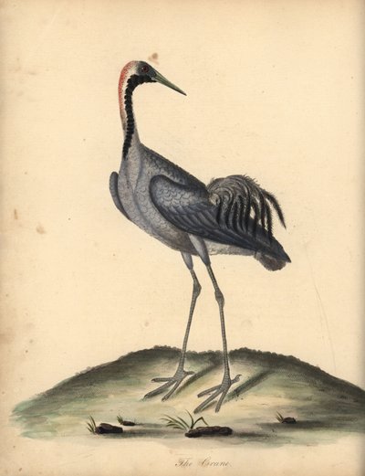 Kraanvogel, Grus grus. Handgekleurde kopergravure van een illustratie door William Hayes uit Portretten van Zeldzame en Curieuze Vogels uit de Menagerie van Osterly Park. door William Hayes