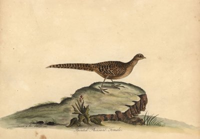 Gouden of Chinese fazant, vrouwtje door William Hayes
