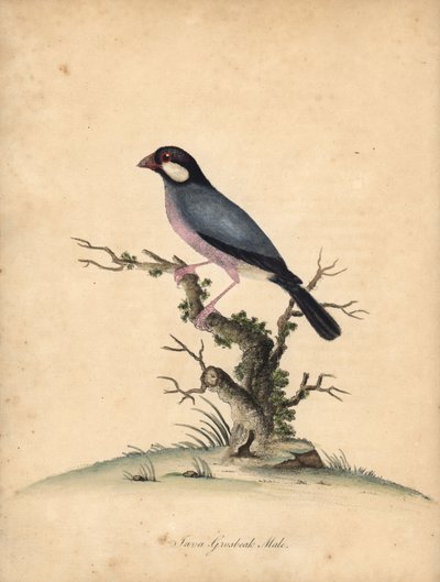 Javaanse mus, Lonchura oryzivora. Handgekleurde kopergravure van een illustratie door William Hayes uit Portretten van zeldzame en curieuze vogels uit de Menagerie van Osterly Park, Londen: Bulmer door William Hayes