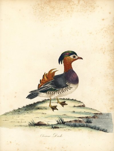 Mandarijneend, Aix galericulata. Handgekleurde kopergravure van een illustratie door William Hayes uit Portretten van Zeldzame en Curieuze Vogels uit de Menagerie van Osterly Park, Londen door William Hayes