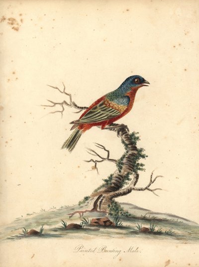Geelkeelgors, Passerina ciris, mannetje. Bijna bedreigd. Handgekleurde kopergravure van een illustratie door William Hayes uit Portretten van Zeldzame en Curieuze Vogels uit de Menagerie van Osterly Park, Londen door William Hayes
