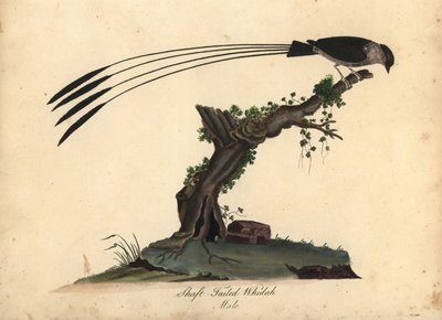 Schaftstaartwida, Vidua regia. Handgekleurde kopergravure van een illustratie door William Hayes en zijn dochter M uit Portretten van Zeldzame en Curieuze Vogels uit de Menagerie van Osterly Park, Londen door William Hayes