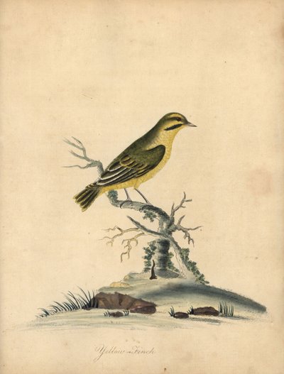 Gele vink door William Hayes