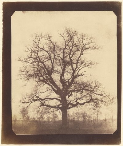 Eik in de winter door William Henry Fox Talbot
