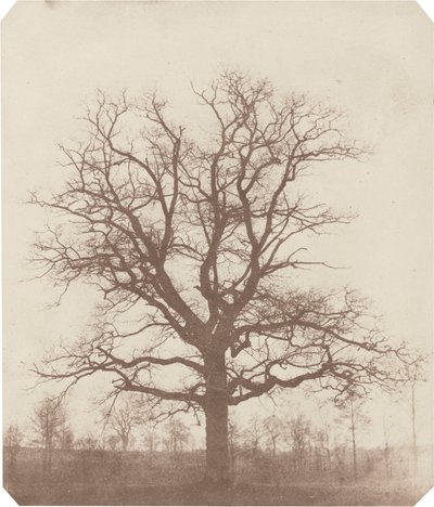 Eikenboom,midden 1840 (foto) door William Henry Fox Talbot