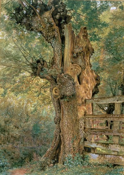 Geknotte iep aan de rand van de dorpsweide door William Henry Hunt