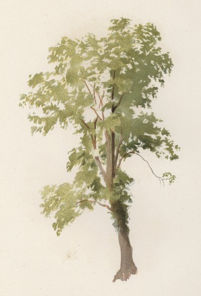 Bomen: De Iep door William Henry James (after) Boot