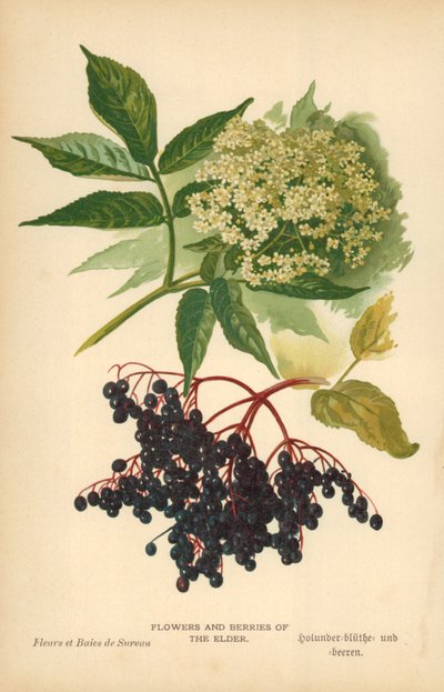 Bloemen en bessen van de vlier door William Henry James Boot