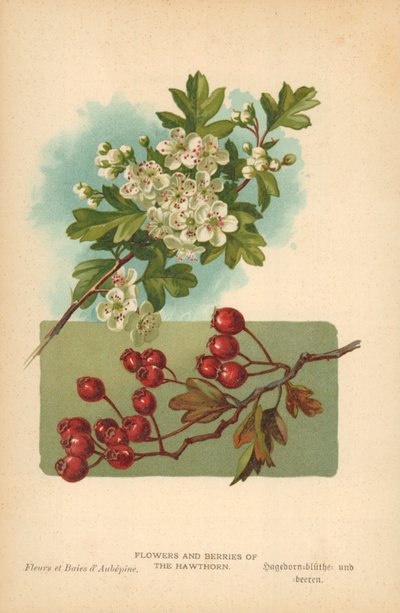 Bloemen en bessen van de meidoorn door William Henry James Boot