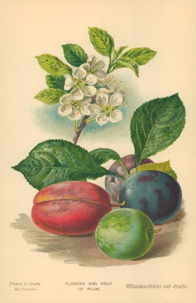 Bloemen en Fruit van de Pruim door William Henry James Boot