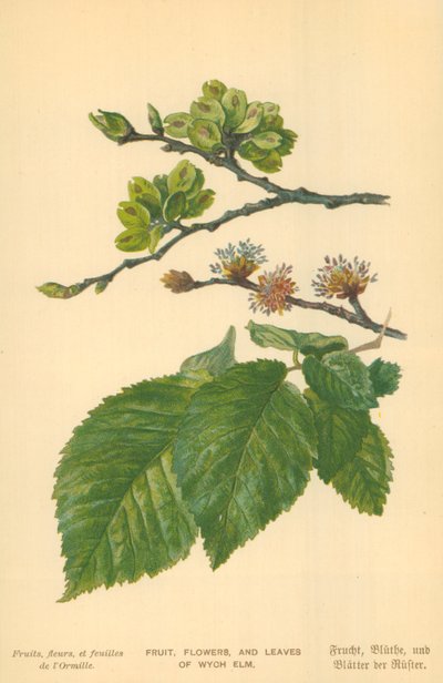 Vruchten, Bloemen en Bladeren van de Wych Elm door William Henry James Boot