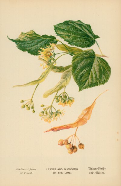Bladeren en Bloesems van de Linde door William Henry James Boot