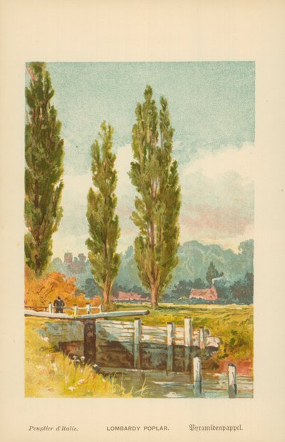 Lombardische populier door William Henry James Boot