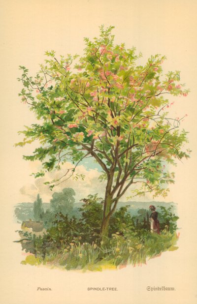 Kardinaalsmuts door William Henry James Boot