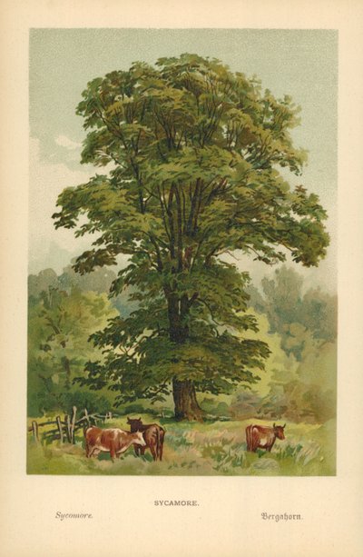 Esdoorn door William Henry James Boot