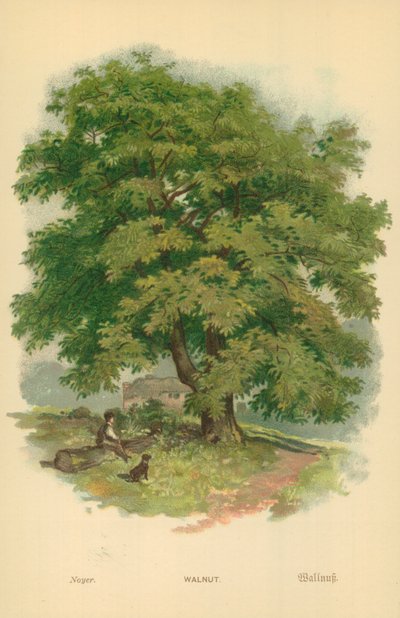Walnoot door William Henry James Boot