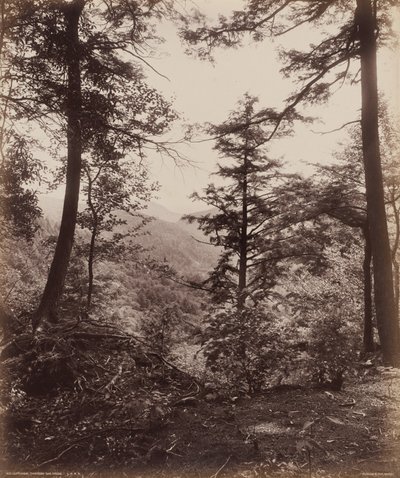 Cliff View, Through the Trees,c. 1895 (foto) door William Herman Rau