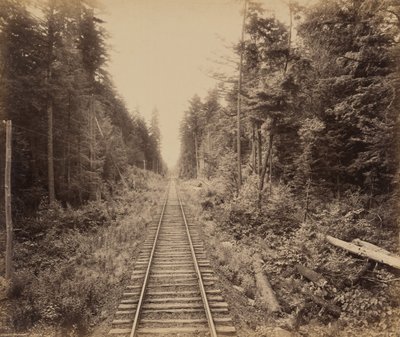 Hemlock Bos,c. 1895 (foto) door William Herman Rau