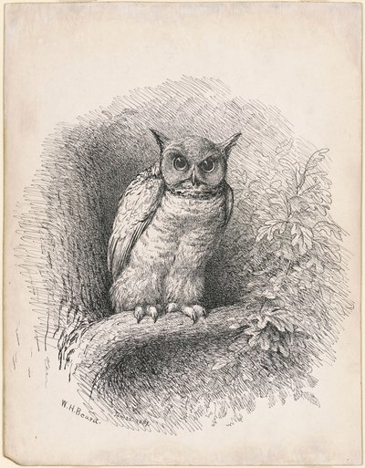 Uil door William Holbrook Beard