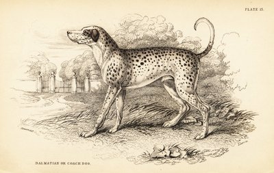 Dalmatische hond of koetshond door William Home Lizars