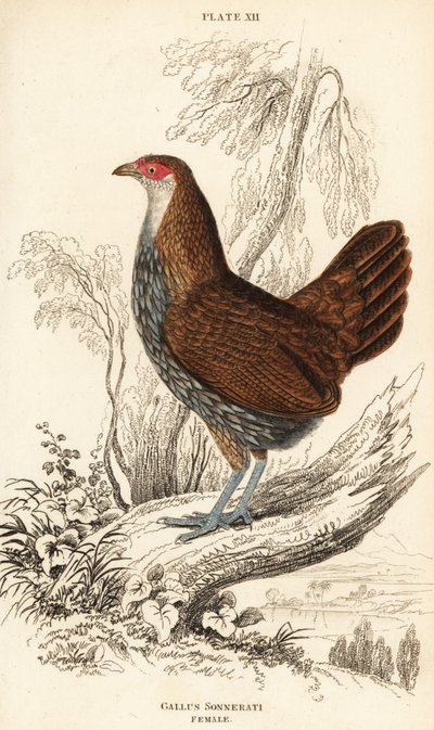 Vrouwelijke grijze junglehoen of Sonnerat