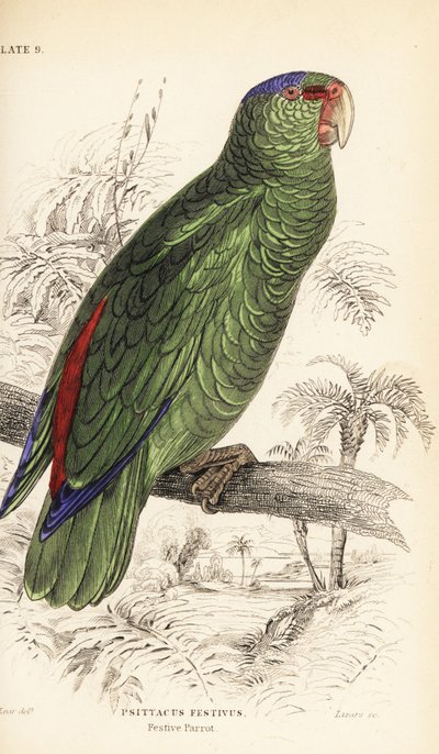 Feestelijke amazone, Amazona festiva door William Home Lizars