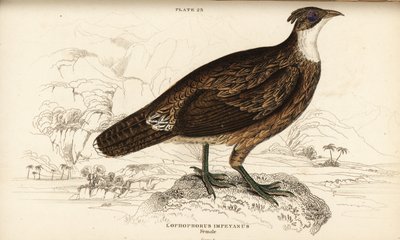 Himalaya monal, vrouwtje, Lophophorus impejanus (Impeyan lophophorus, Lophophorus impeyanus) door William Home Lizars