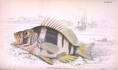 Plate 22 Plectropoma Puella, gegraveerd door de kunstenaar uit 