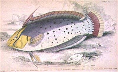 Plate 25 Painted Labrus, gegraveerd door de kunstenaar uit 