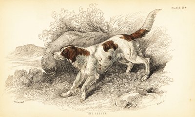 Setter, Canis lupus familiaris (Canis index) door William Home Lizars