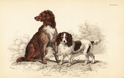 Setter en cocker spaniel, Canis lupus familiaris door William Home Lizars