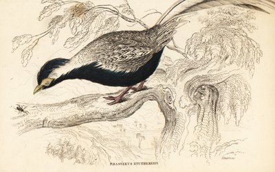 Zilverfazant, Lophura nycthemera (Phasianus nycthemerus) door William Home Lizars
