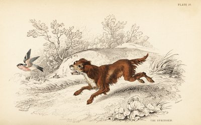 Springer of Engelse springer spaniël, Canis lupus familiaris door William Home Lizars