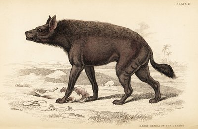 Gestreepte hyena door William Home Lizars